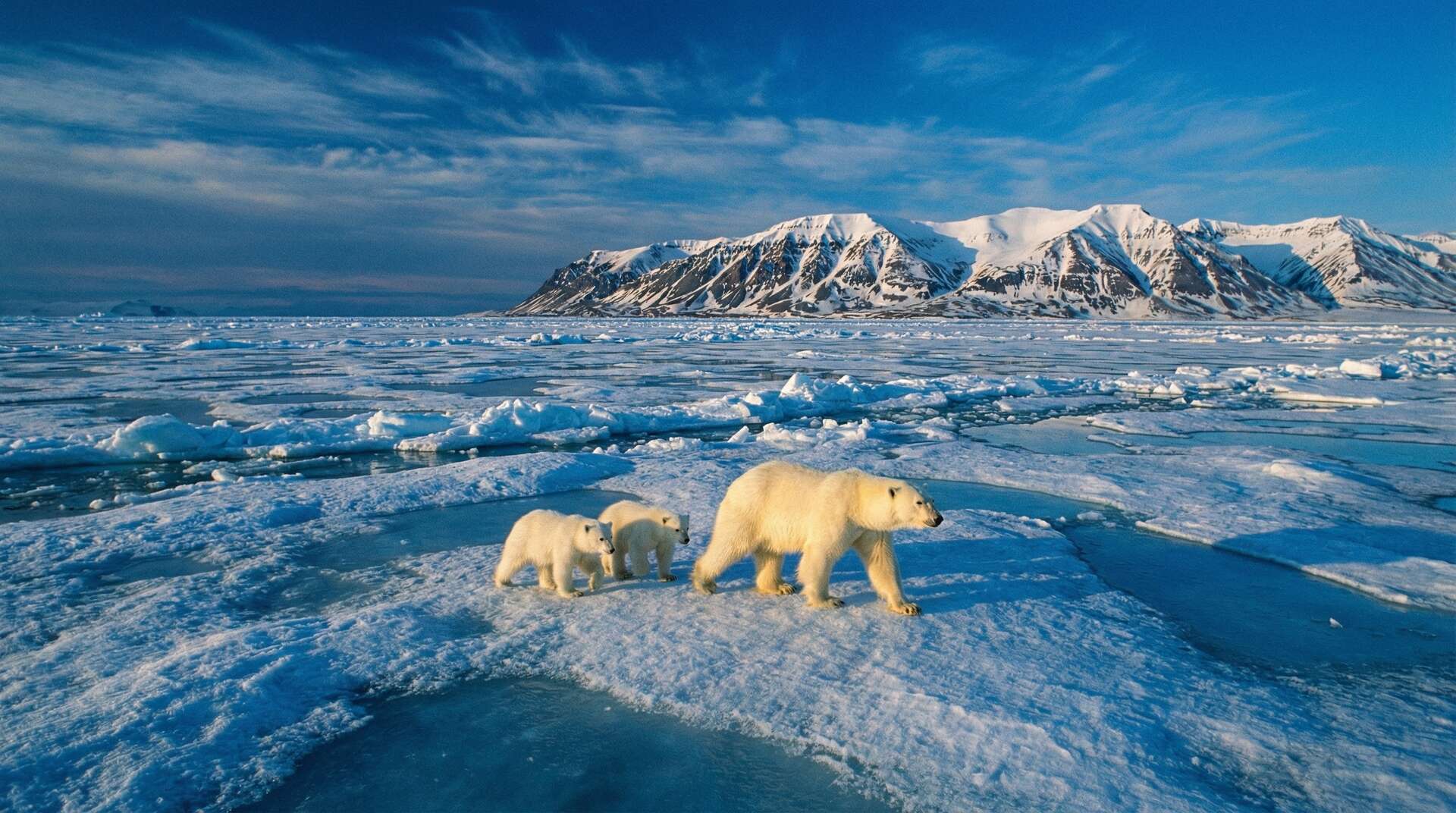 每日大赛北极熊视频